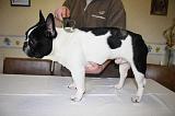 BOULEDOGUE FRANCAIS - BROSSAGE 016